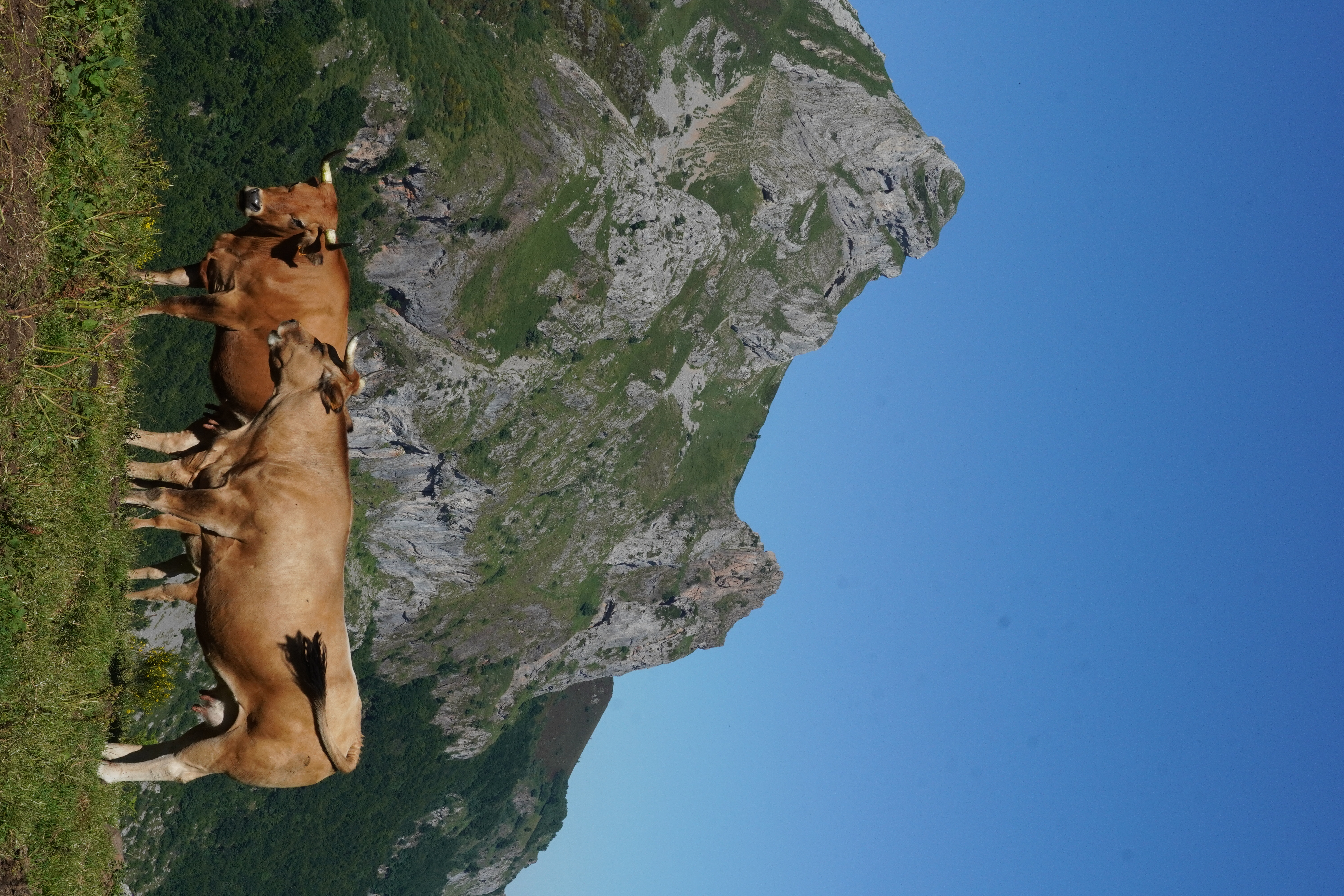 Cows along the Lago del Valle trail