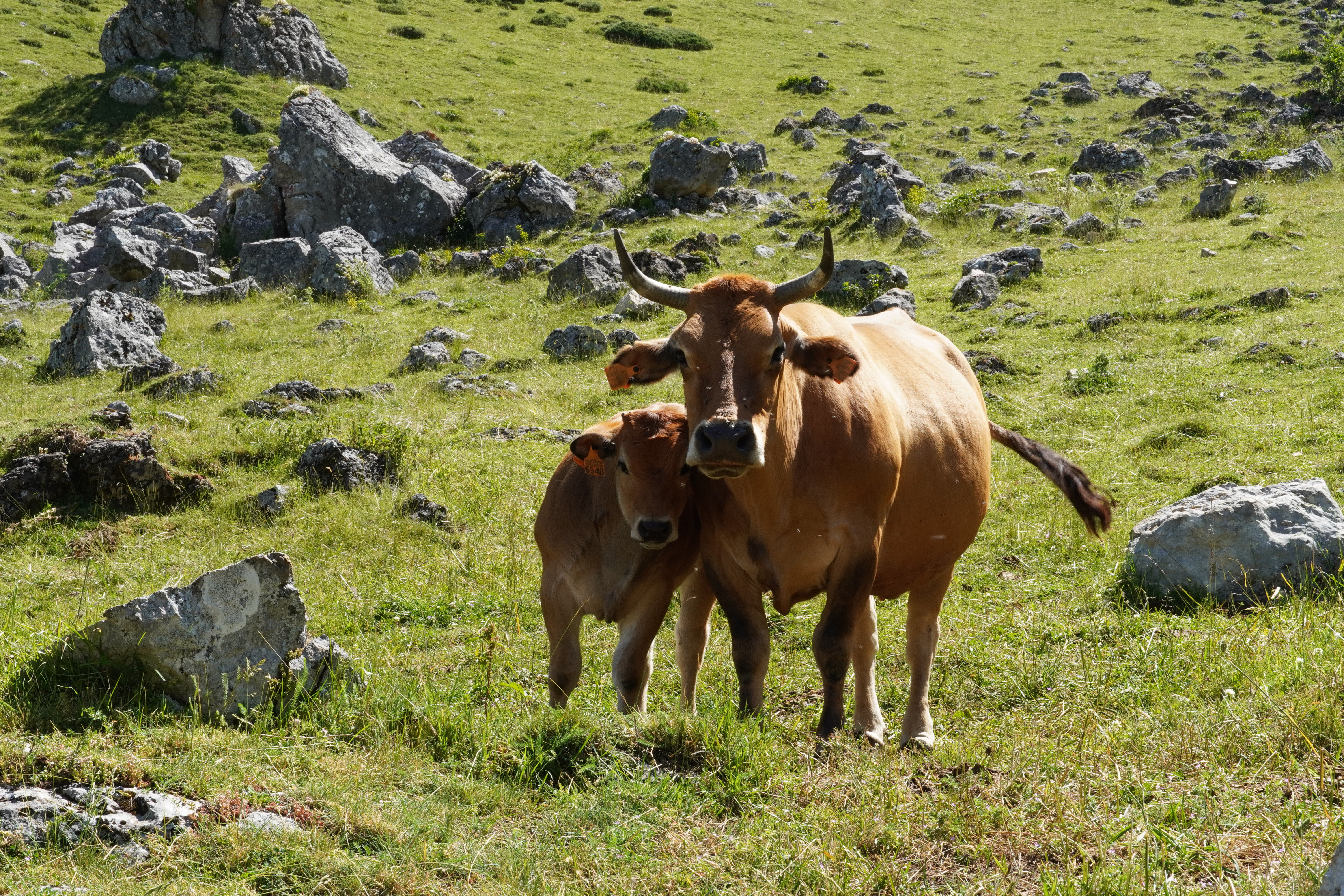 Cows along the Lago del Valle trail
