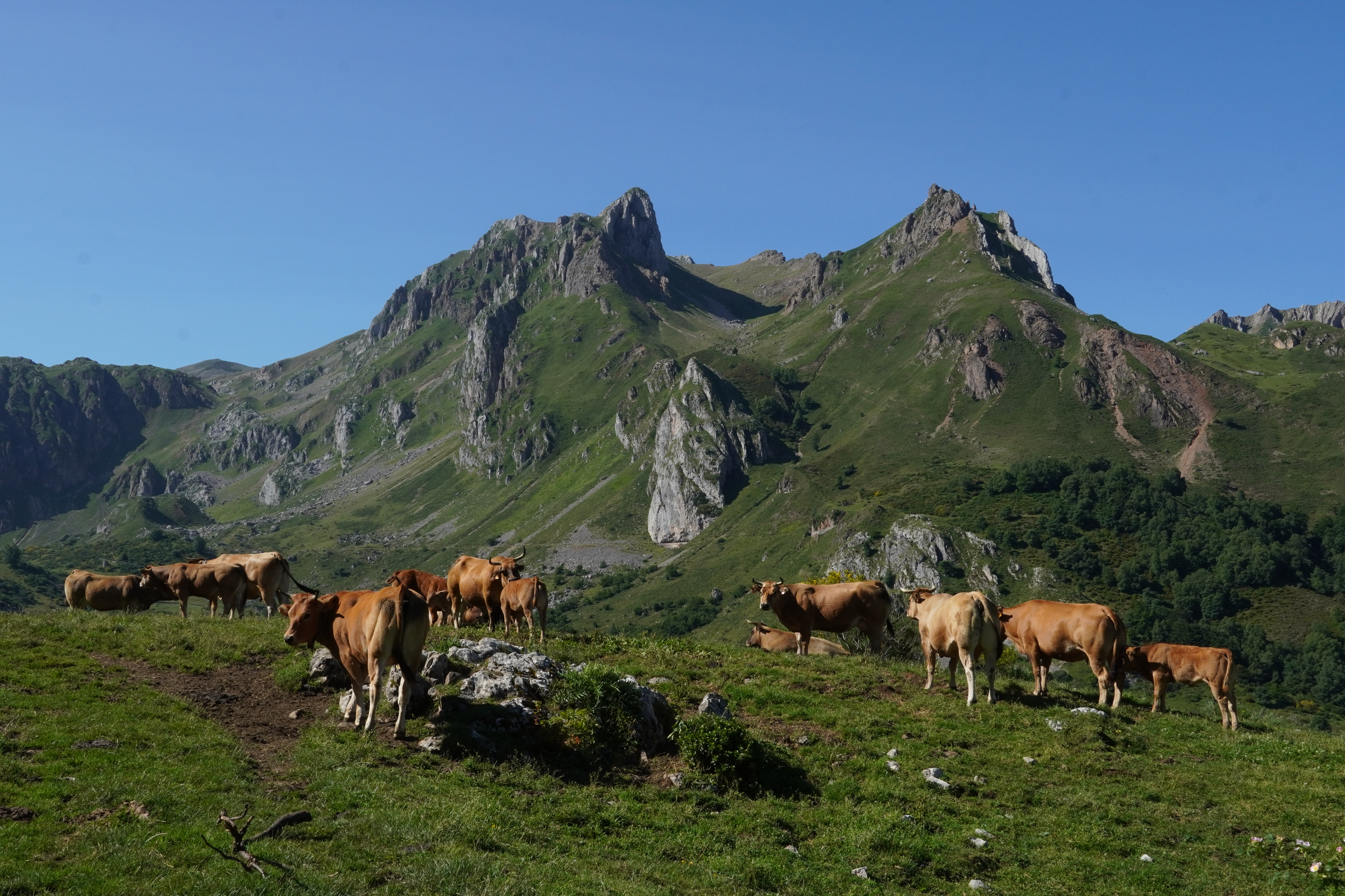 Cows along the Lagos de Saliencia trail