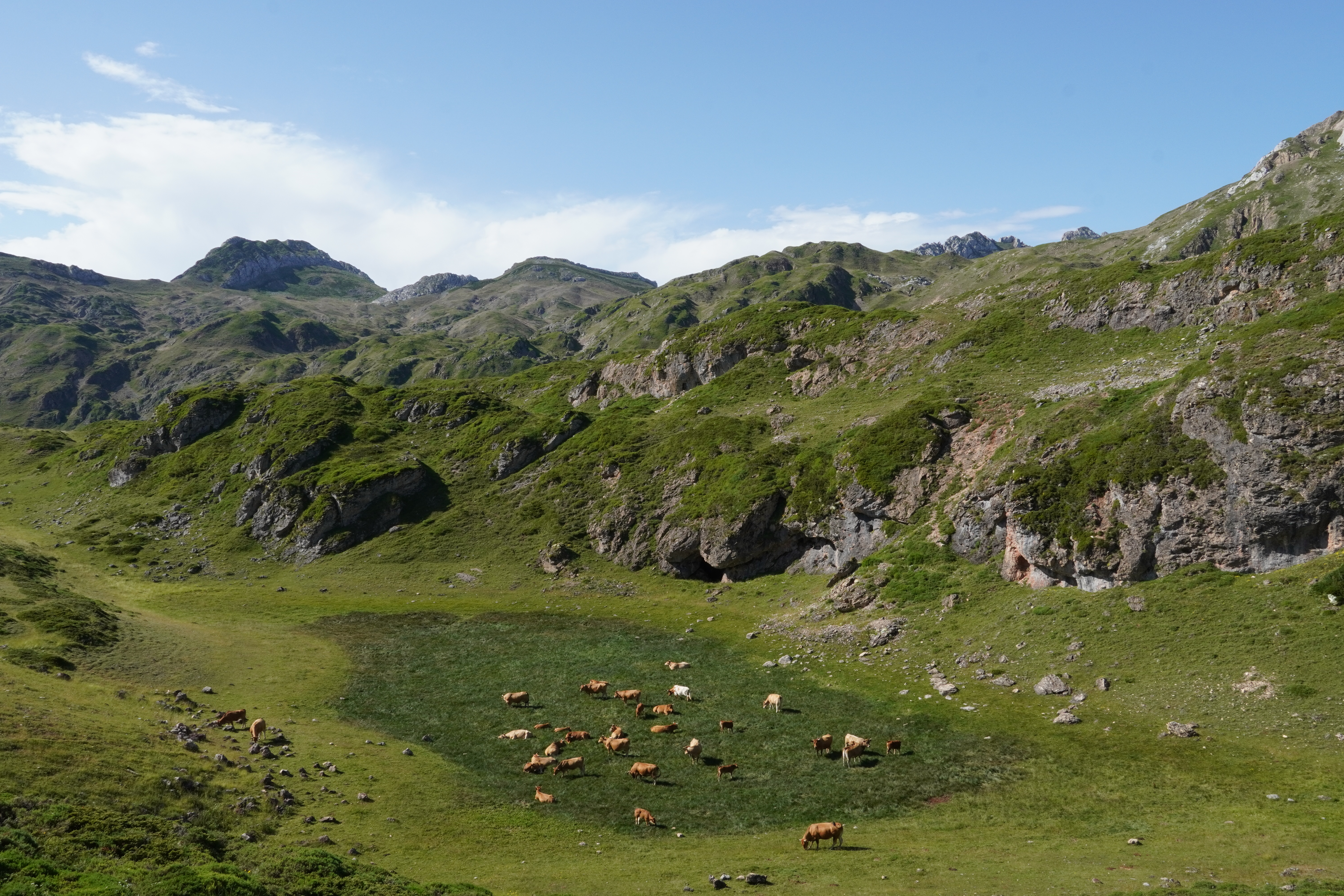Cows along the Lagos de Saliencia trail