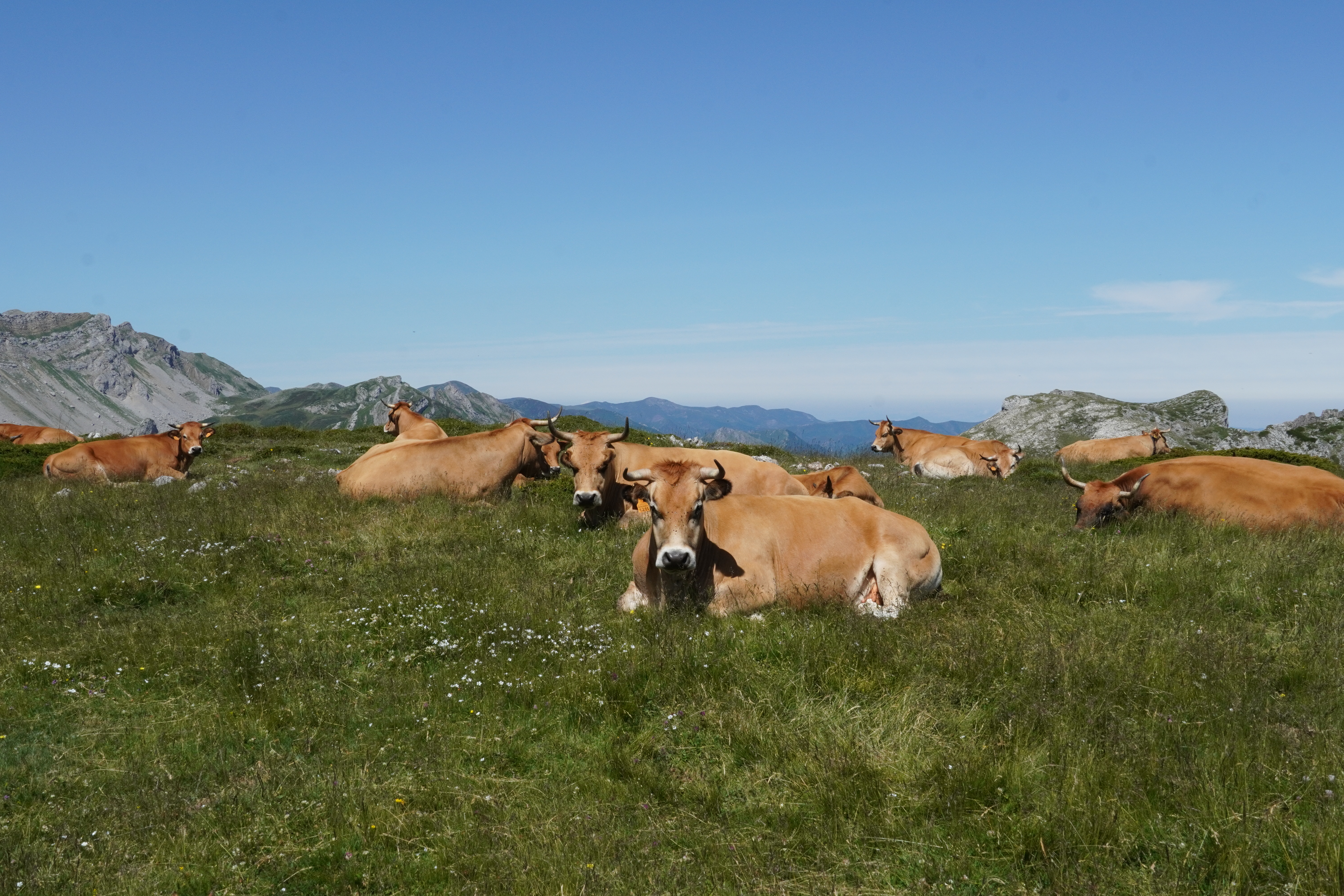 Cows along the Pico Albo hike