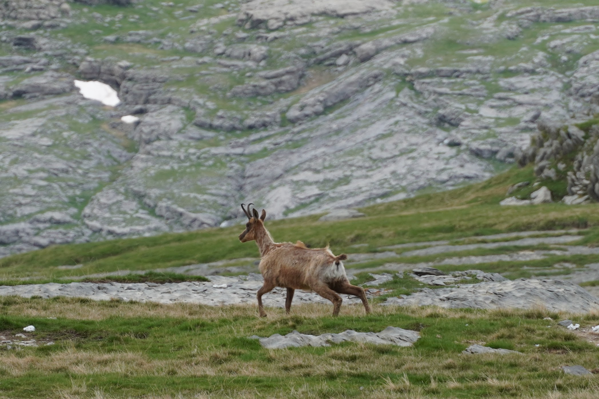 Mountain goat in Ordesa y Monte Perdido National Park