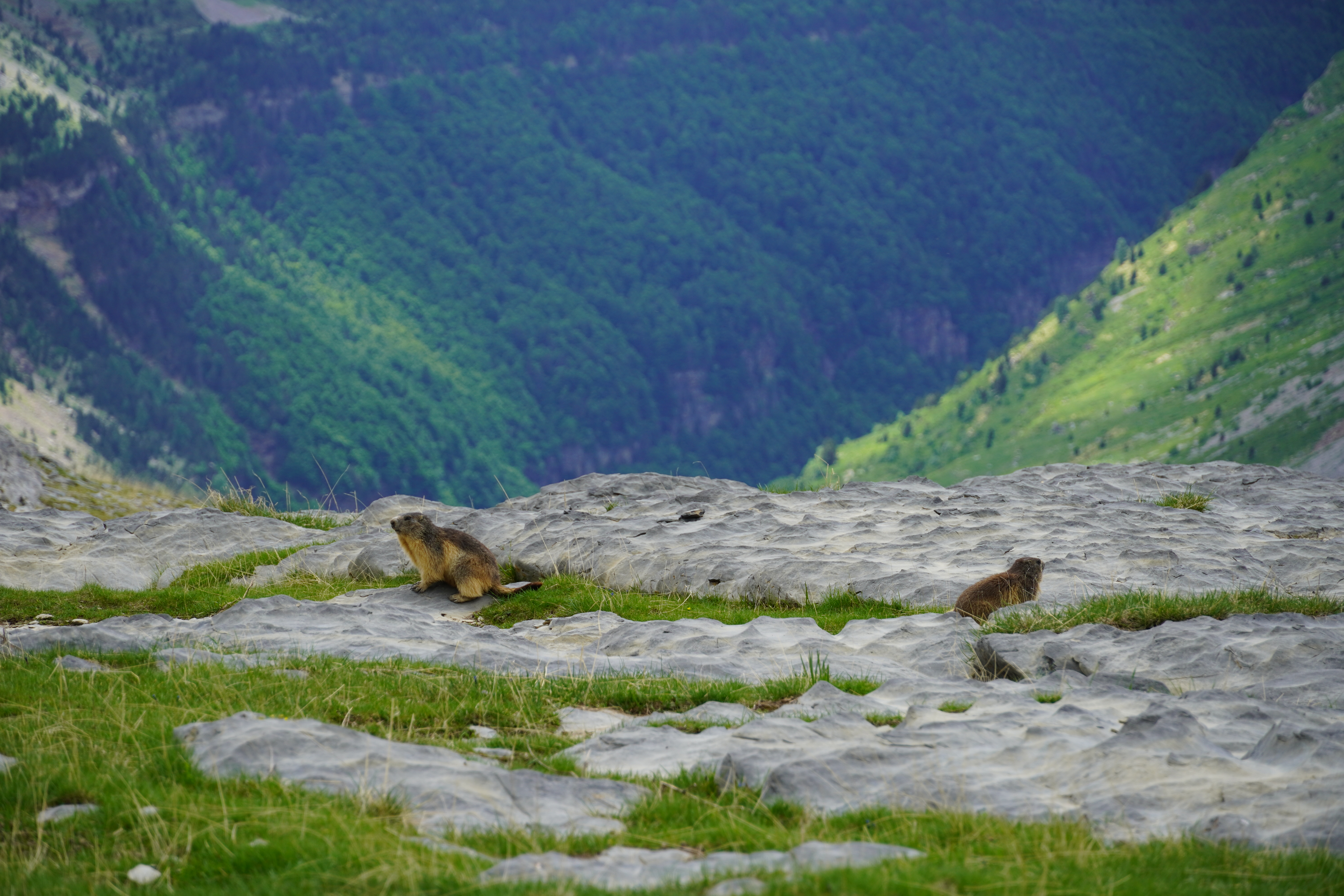 Marmots in Ordesa y Monte Perdido National Park