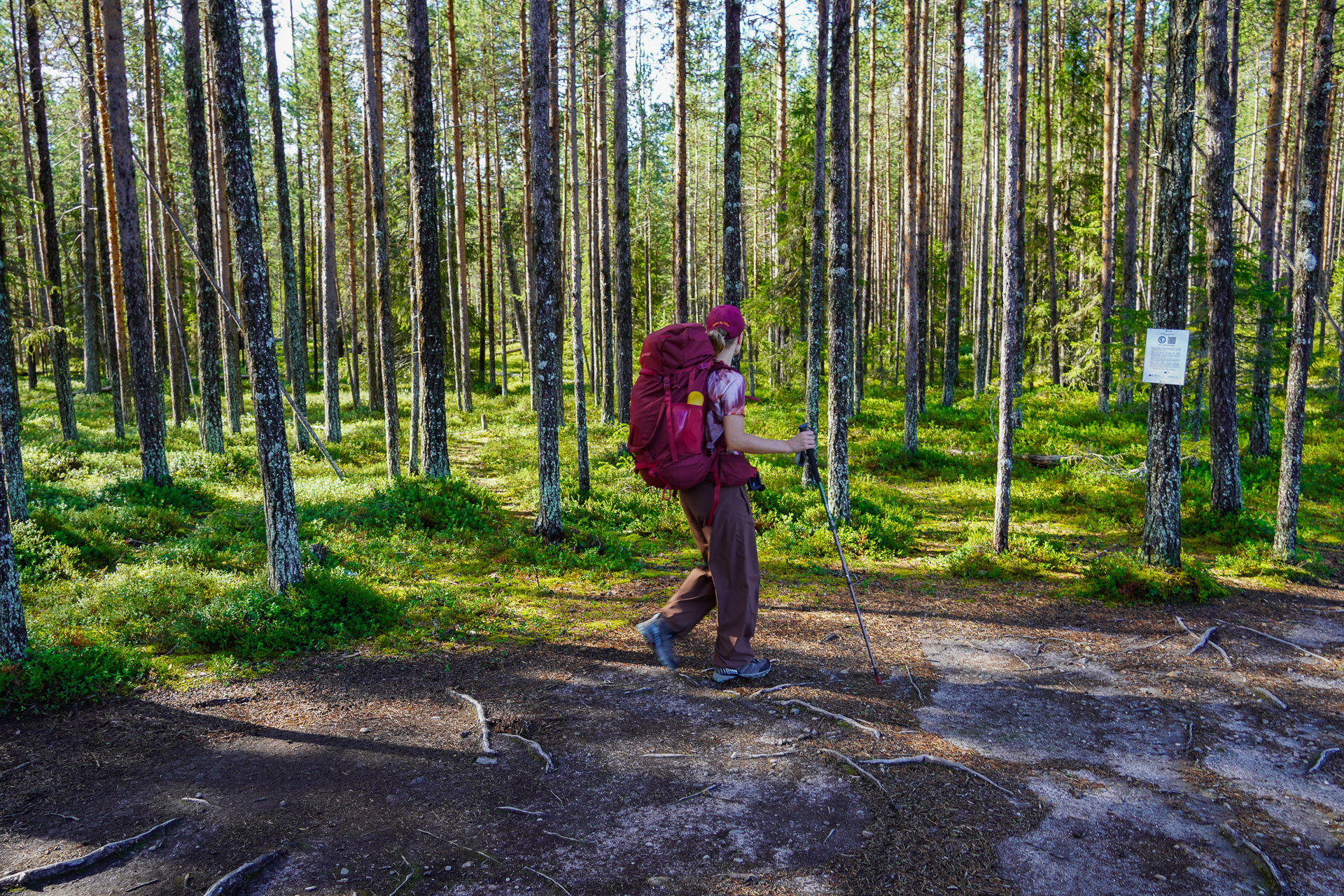Forest close to Ansakämppä