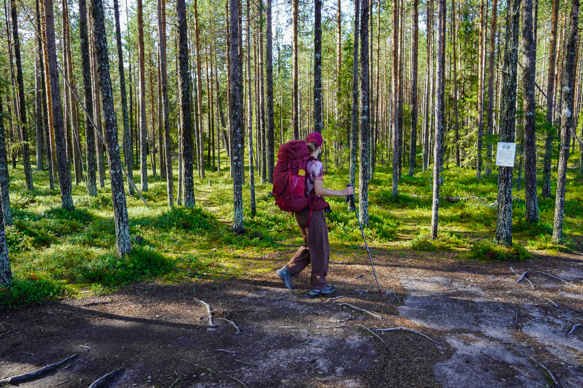 Forest close to Ansakämppä
