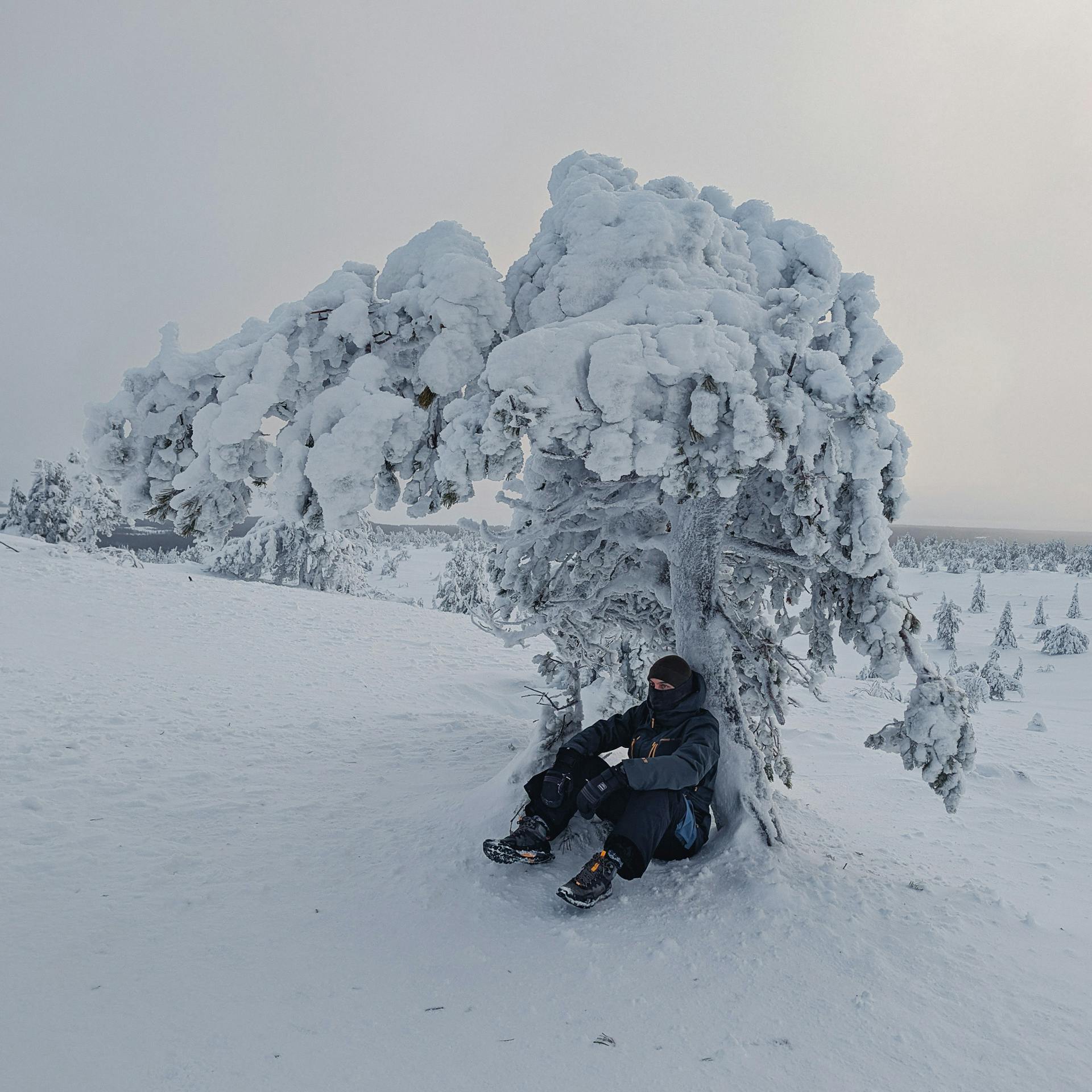 Frozen tree in Riisitunturi National Park