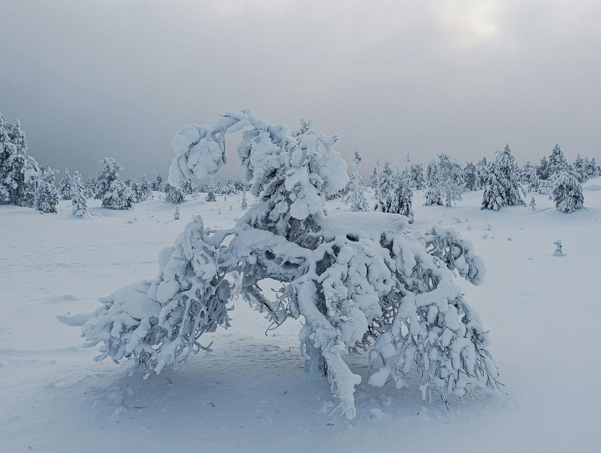 Frozen trees Riisitunturi National Park
