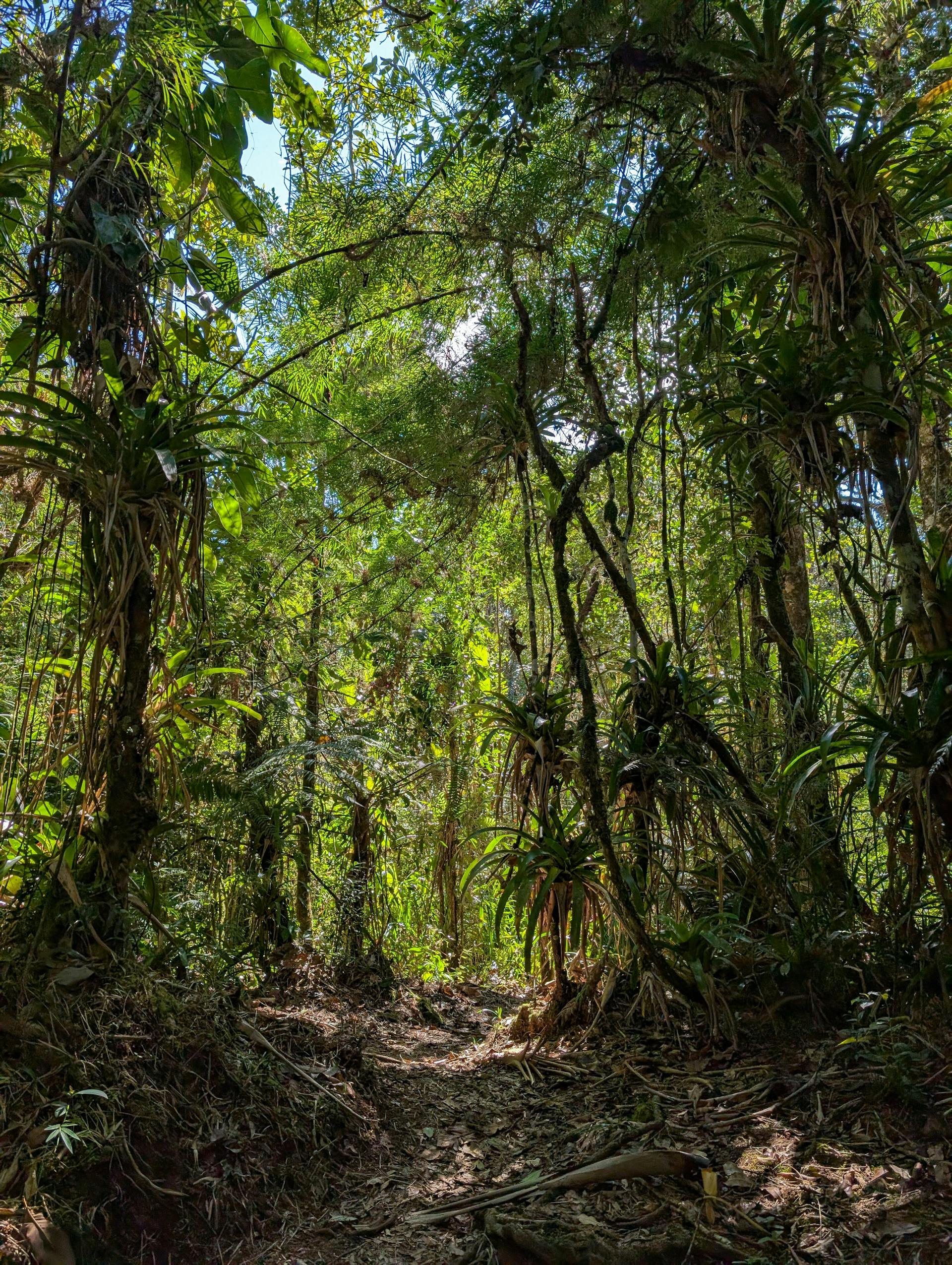 Trail in the Atlantic Forest part of the route