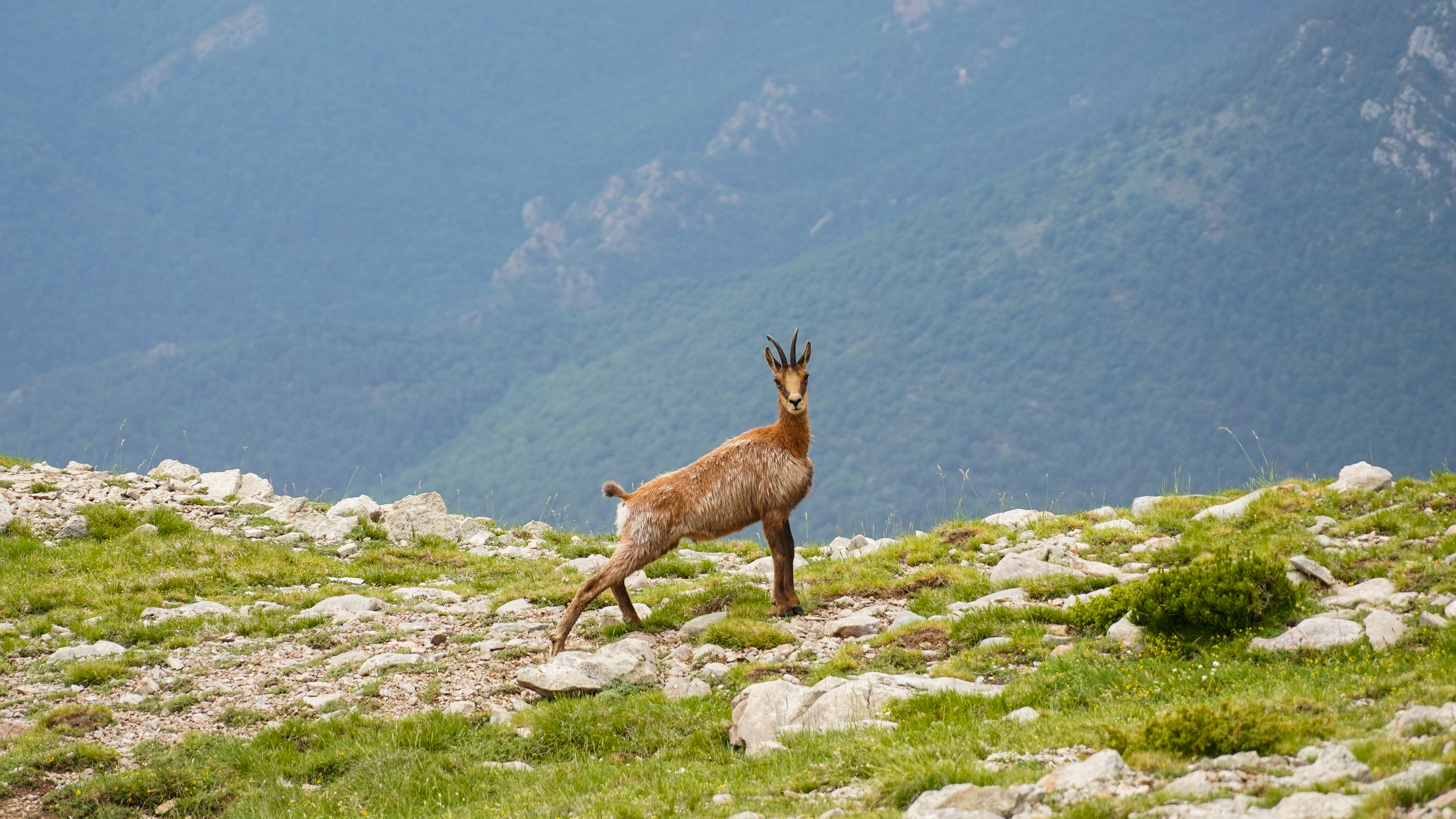 Pyrenees Chamois
