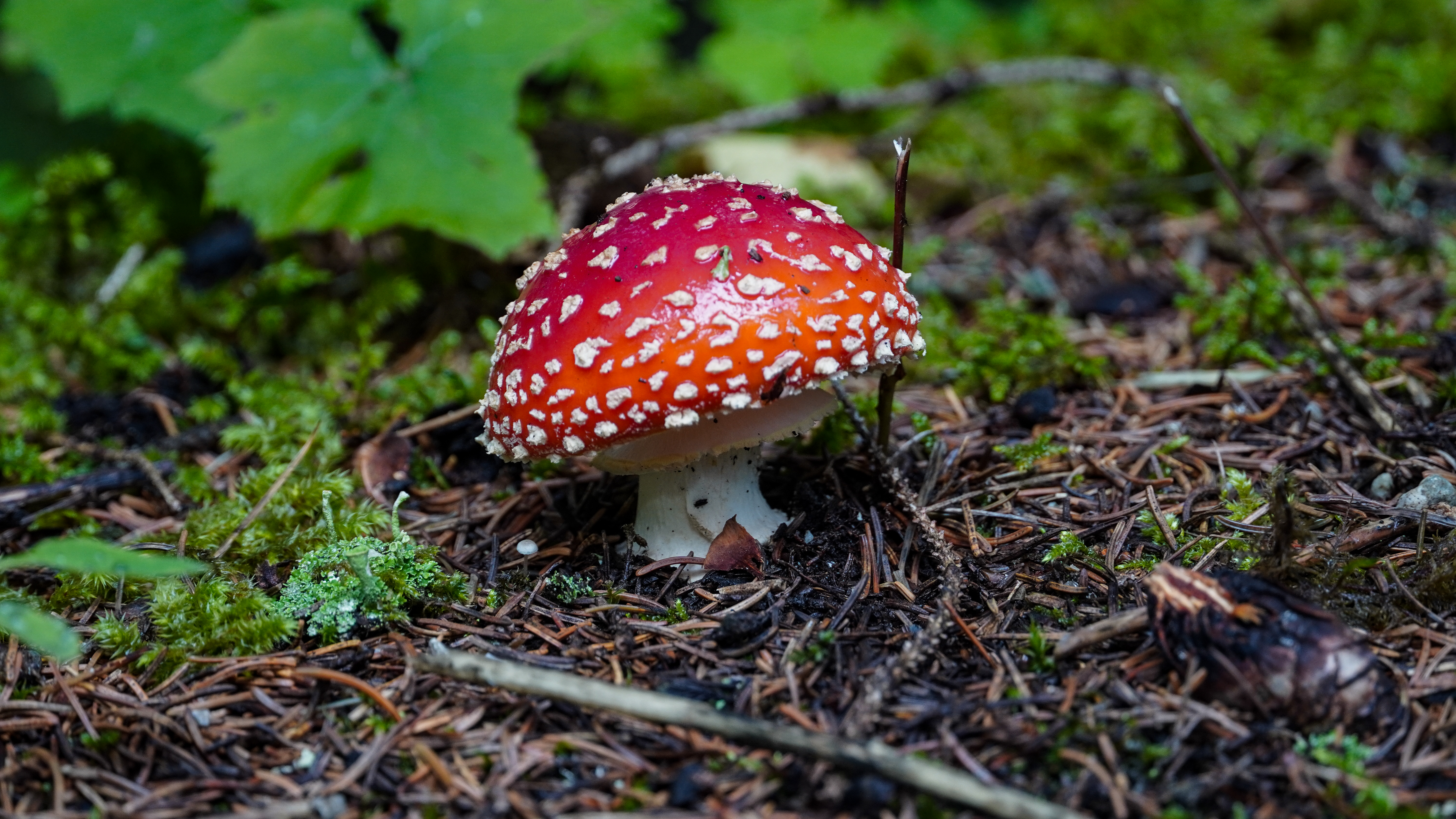 Mushroom in a forest along Tour du Mont Blanc