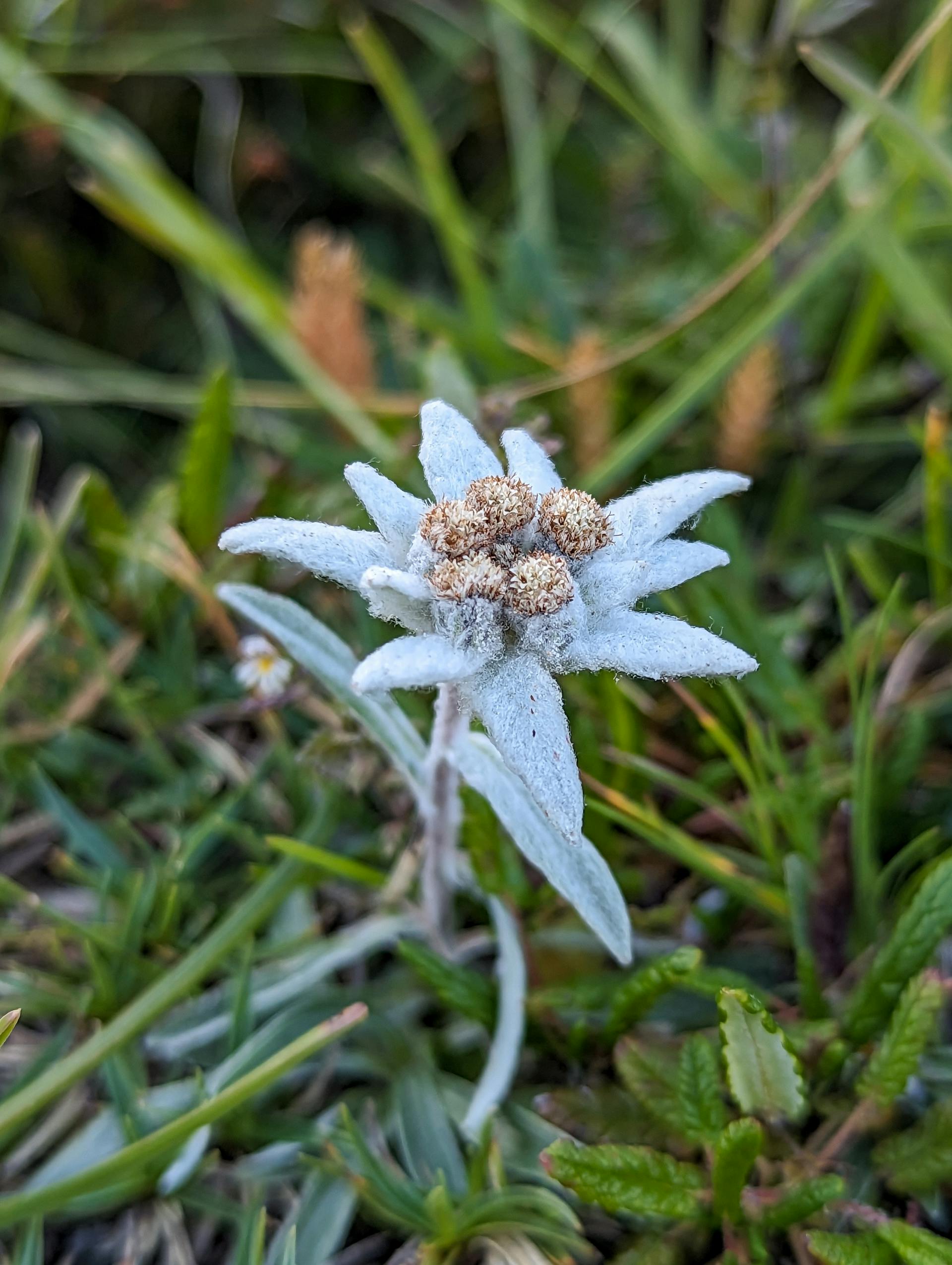 Edelweiss Flower from Alta Via 1
