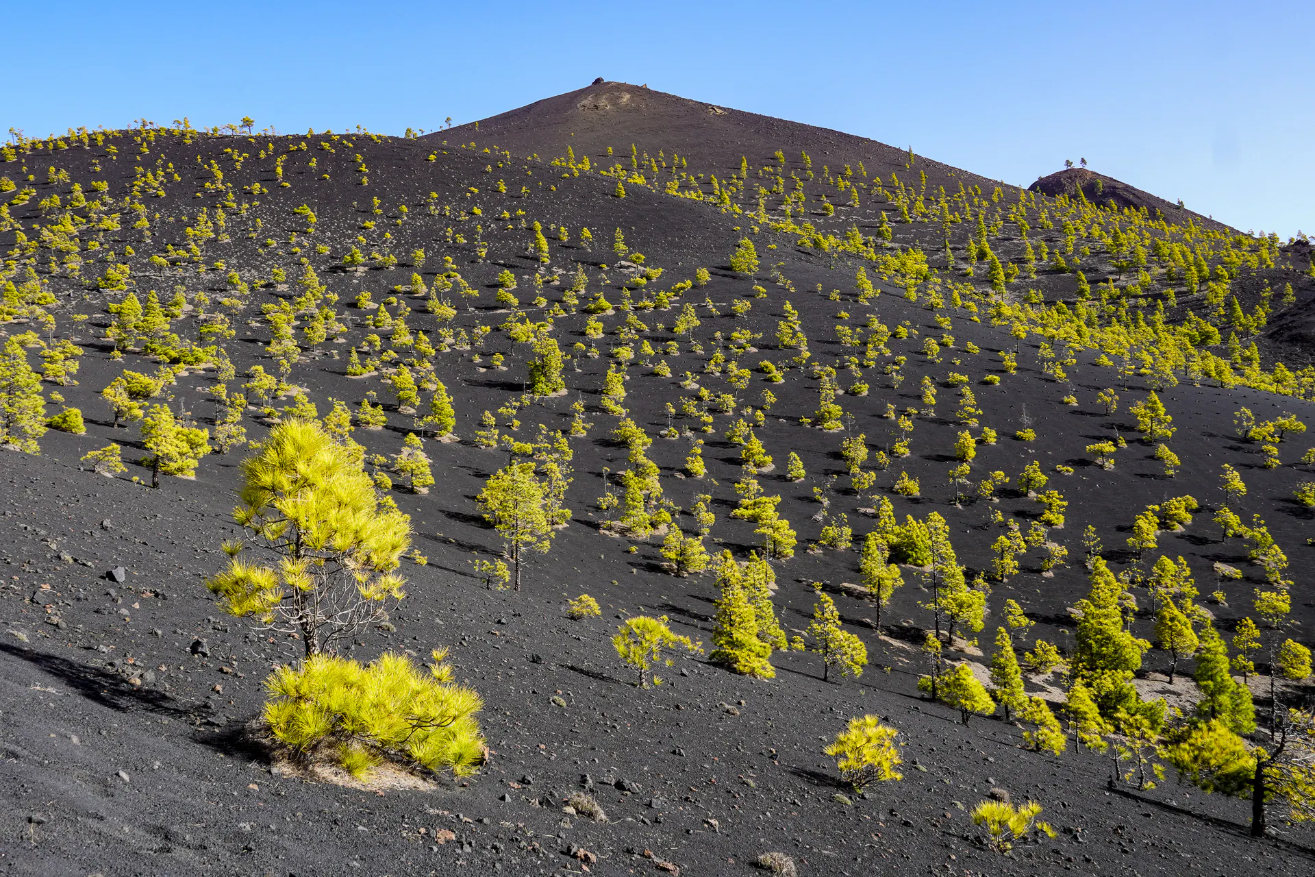 Ruta de los Volcanes, La Palma