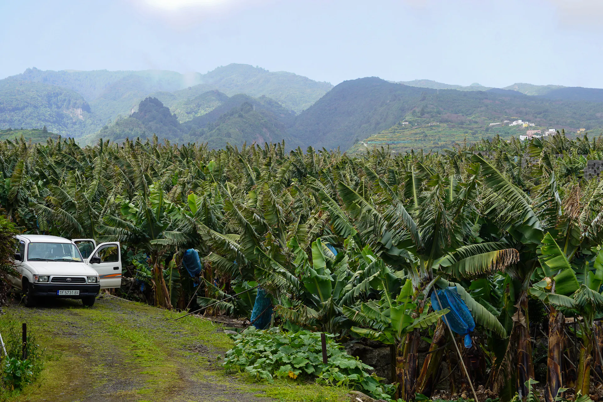 Banana Plantation, La Palma