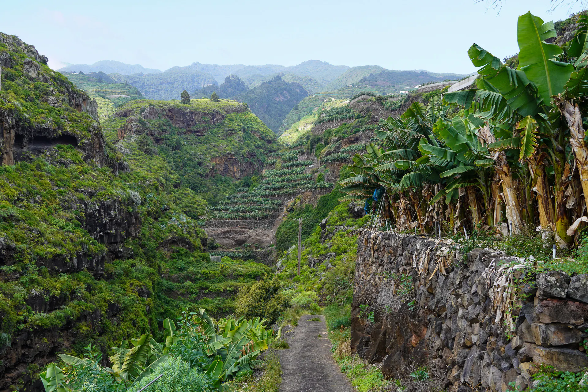 Barranco filled with Banana Plantation, La Palma