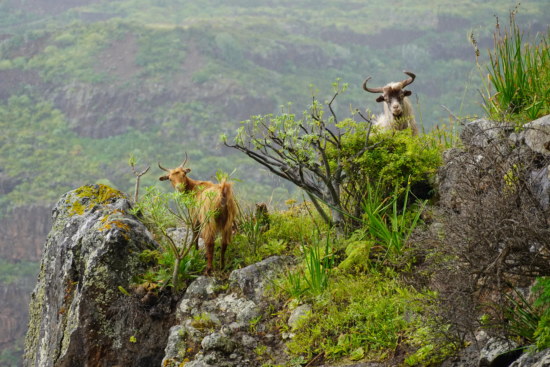 Goats encounter on GR130, La Palma