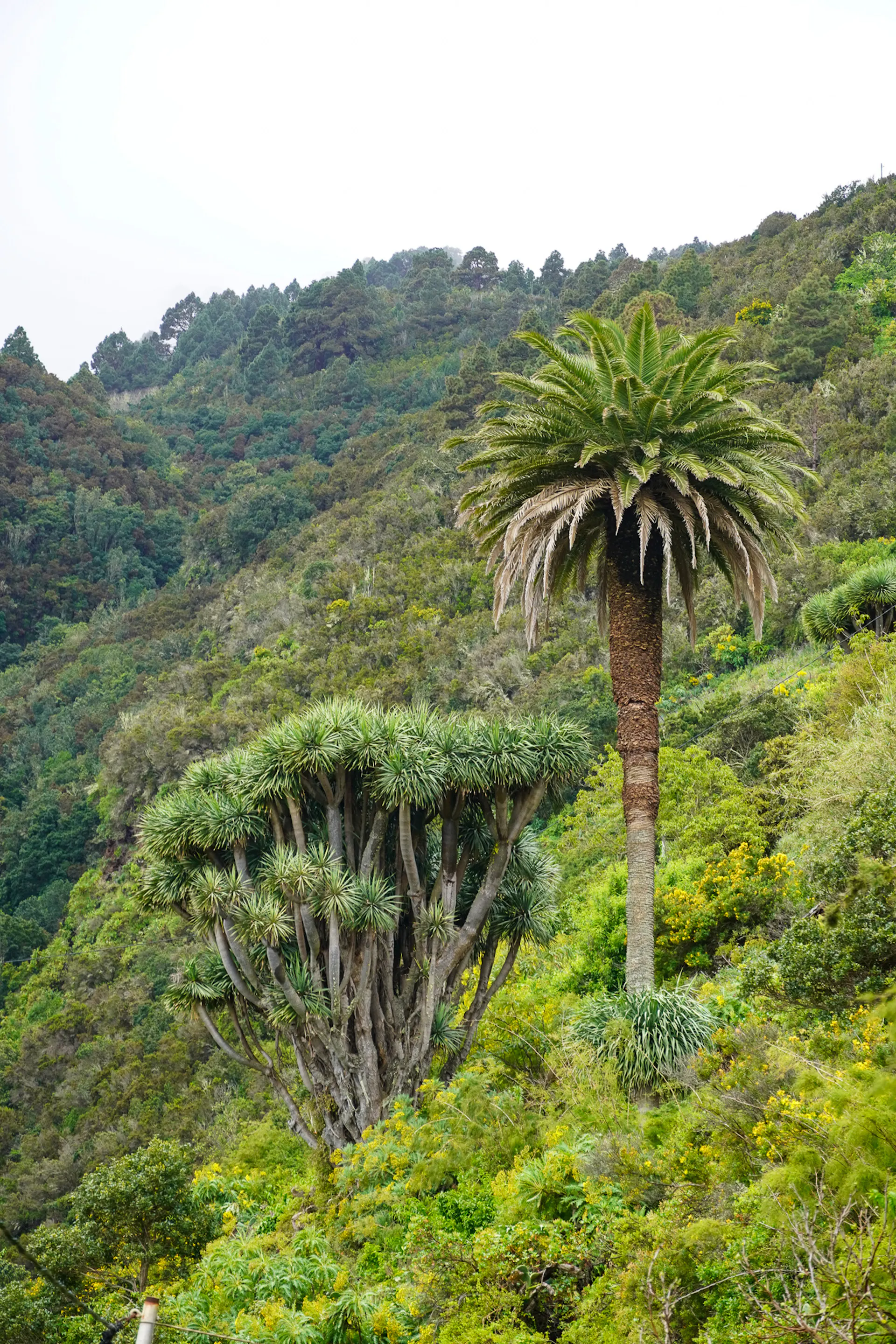 Palmtree and a Dragon Tree on GR130, La Palma