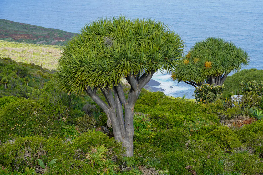 Dragon Trees