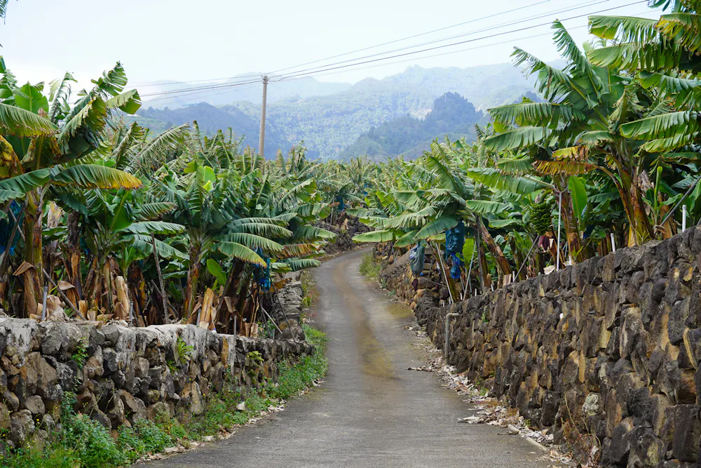 Banana Plantations