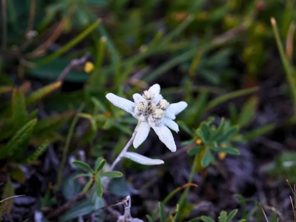 Edelweiss Flowers