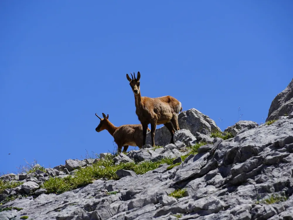 Wildlife