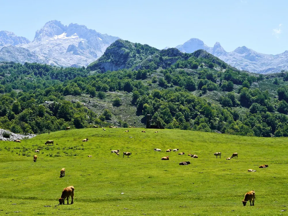 Mountain Pastures