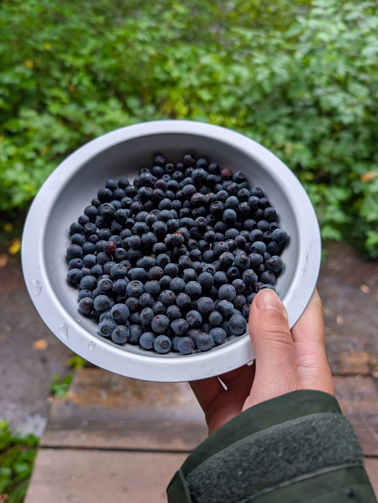 Wild blueberries straight from the forests along Karhunkierros