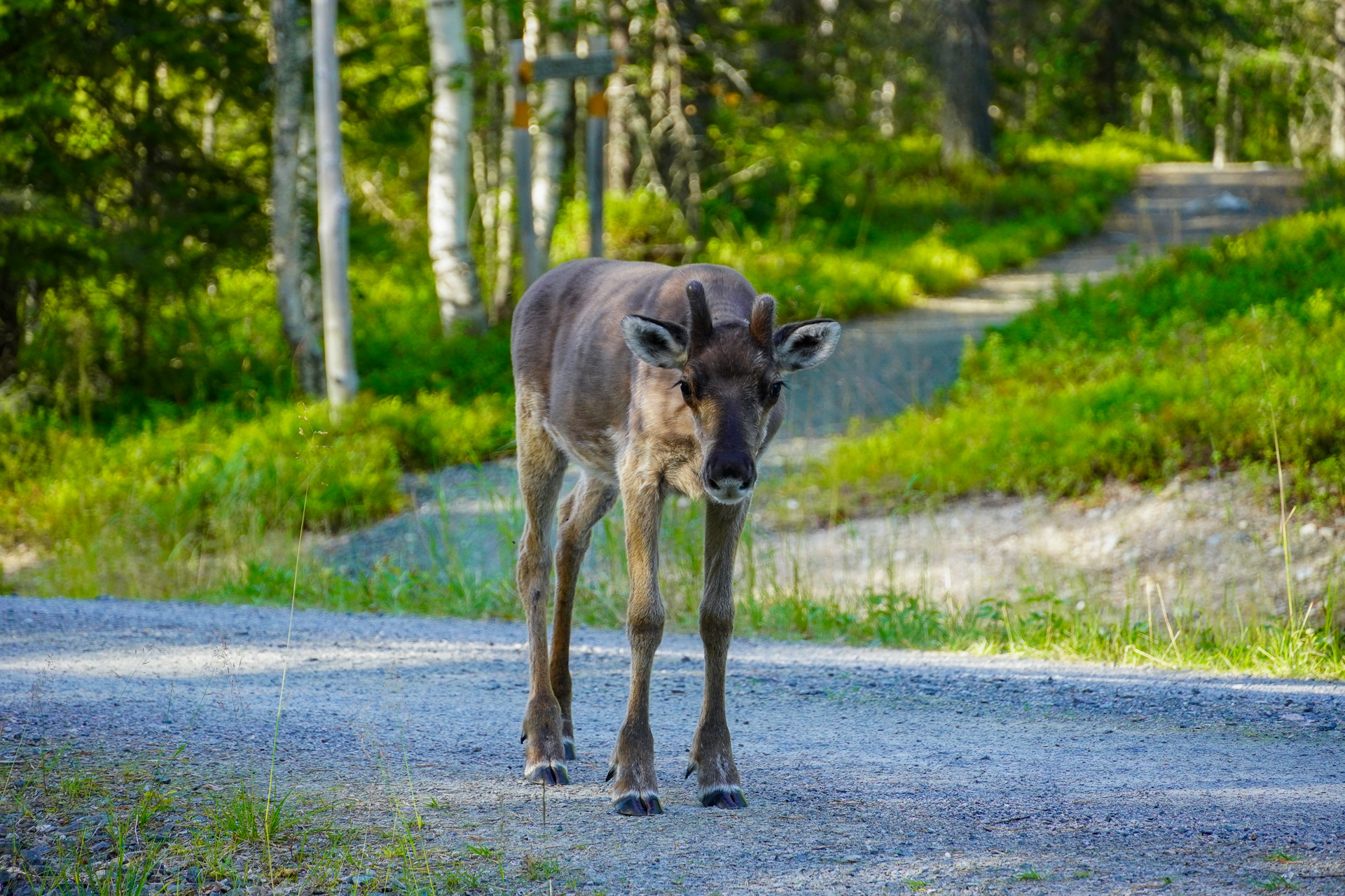 A young reindeer along the Karhunkierros trail