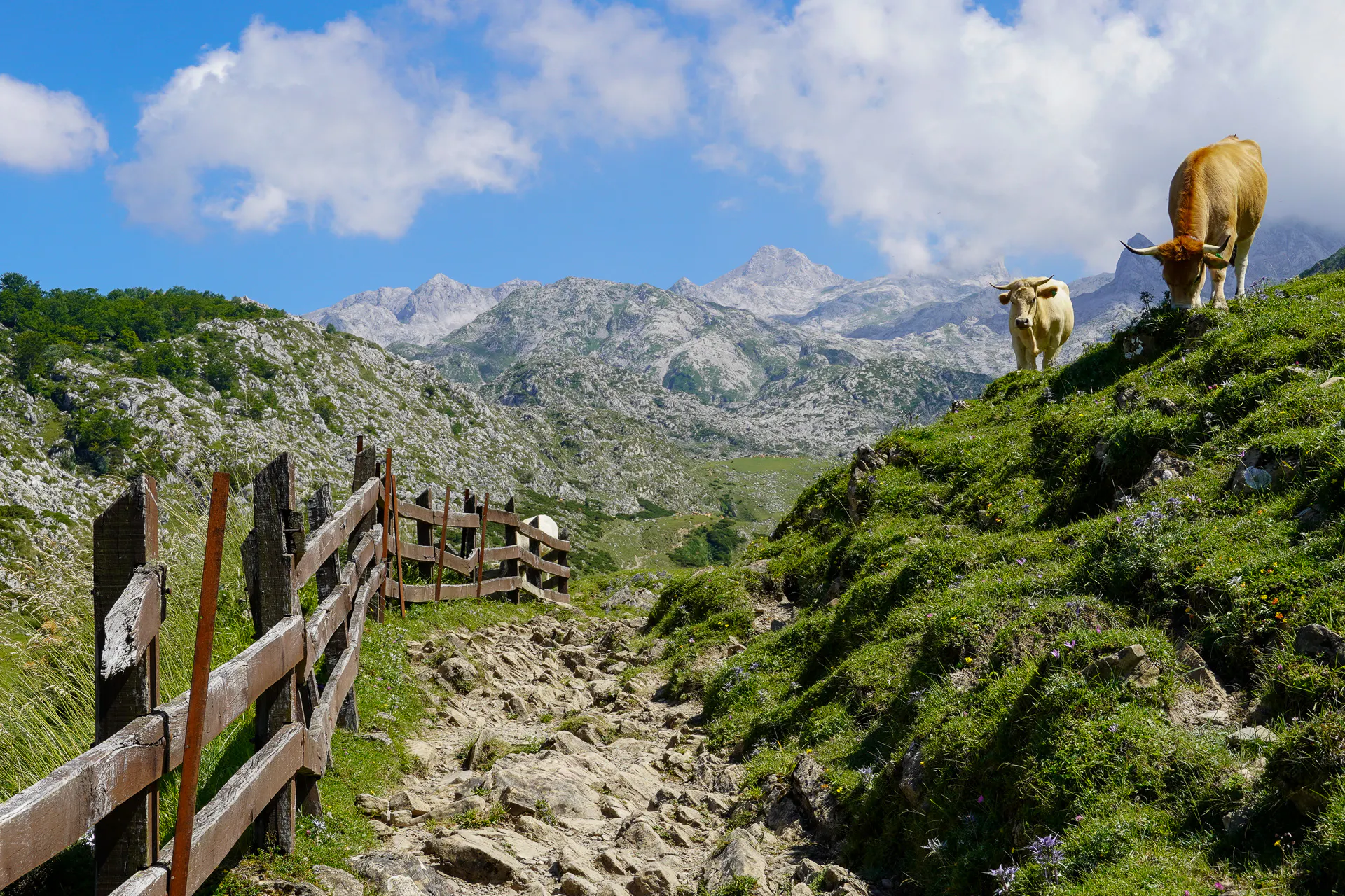 Cows along the Anillo de Picos de Europa