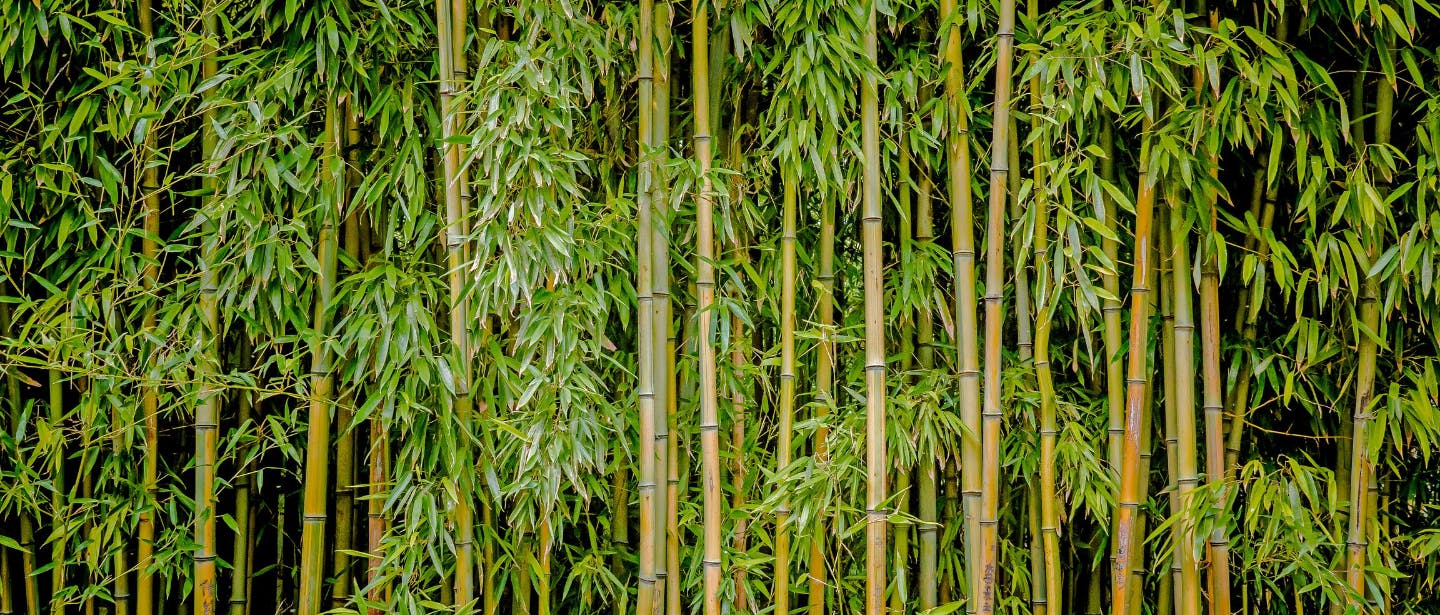 Alles wat moet weten over bamboe en bamboe disposables | TakeAware takeaware.nl