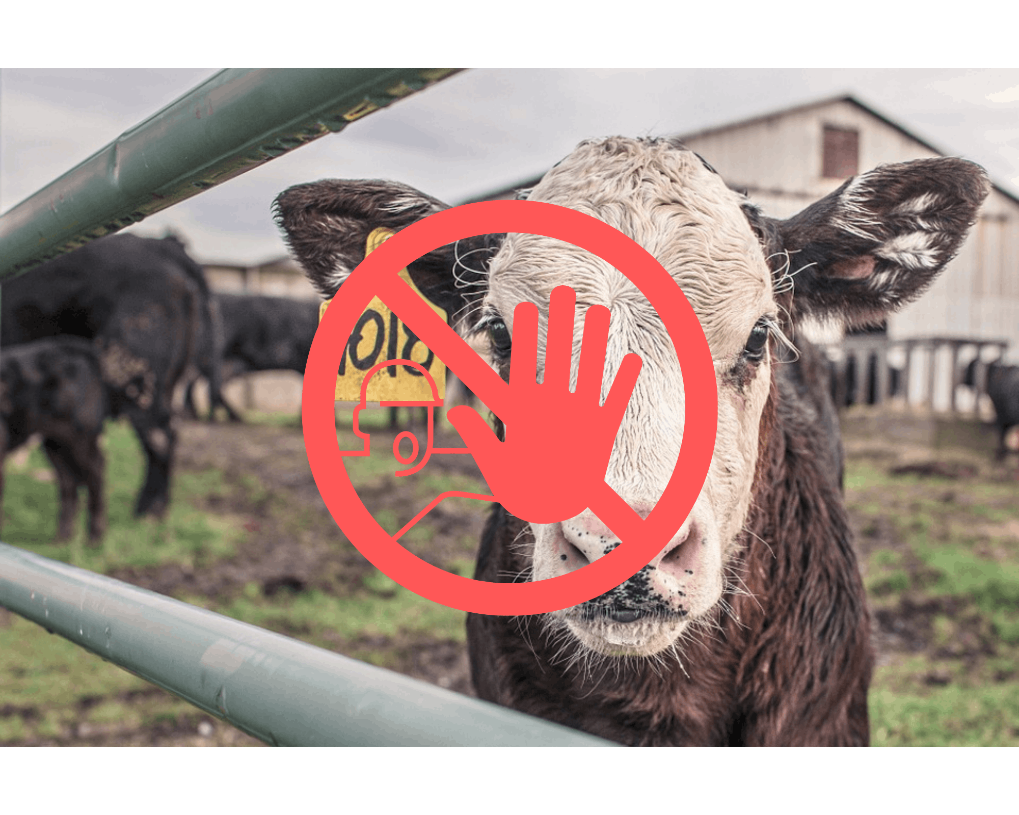 Afbeelding week zonder vlees