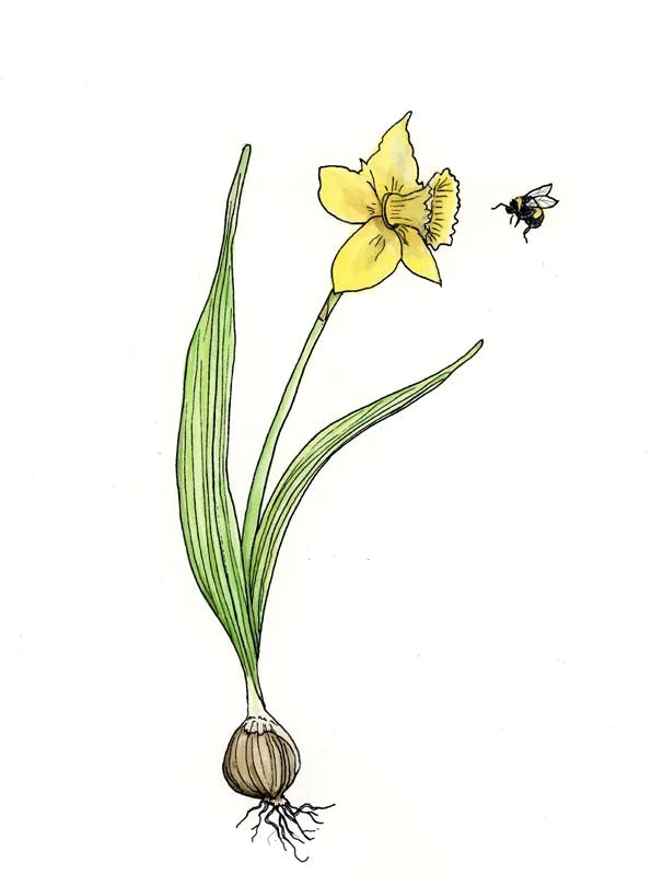 Daffodil, 2025
