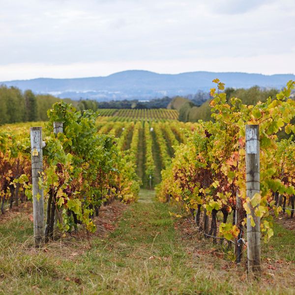 Winery scenic shot