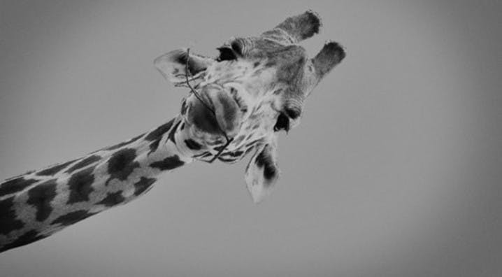 A giraffe looks down at the camera