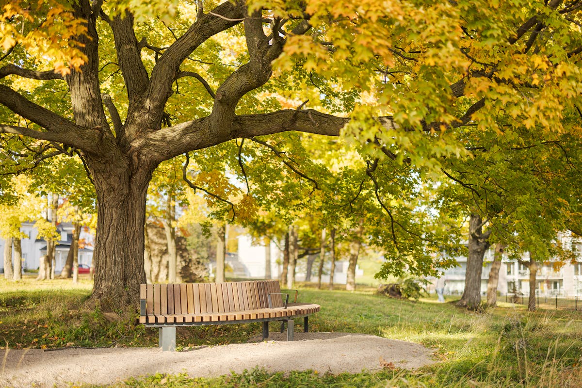 Wooden street furniture under a massive tree with autumnal colors.