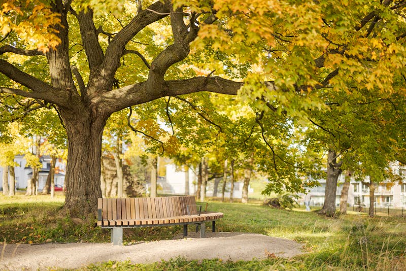 Mobilier urbain en bois sour un arbre massif avec des couleurs automnales.