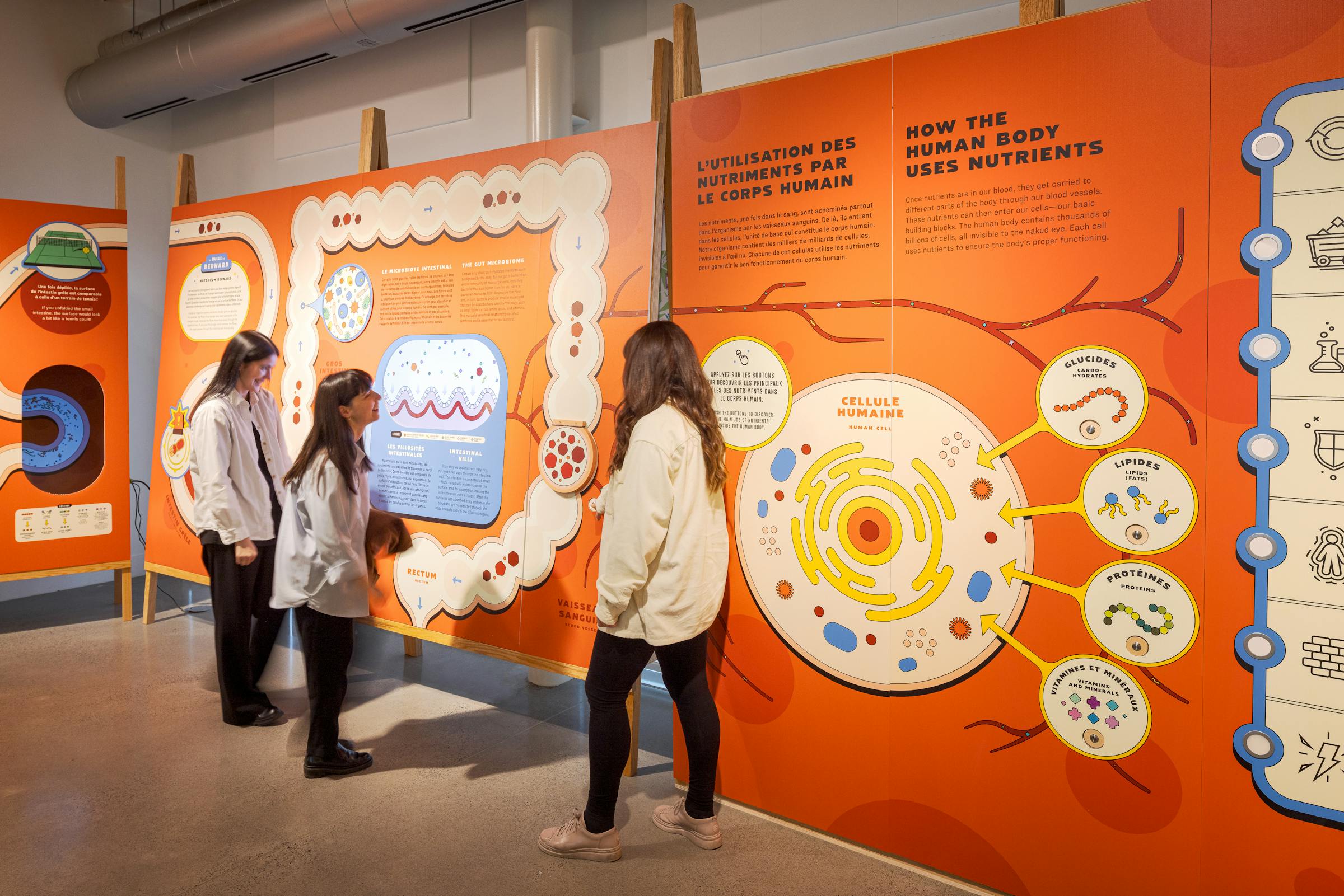 Modern museum design with wooden structures and bright colors to illustrate the journey of food.