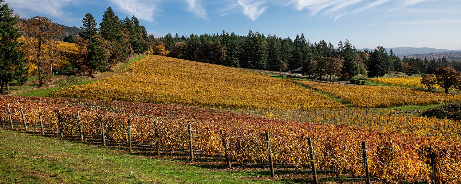 Taste Newberg Visit Newberg Oregon Wine Country