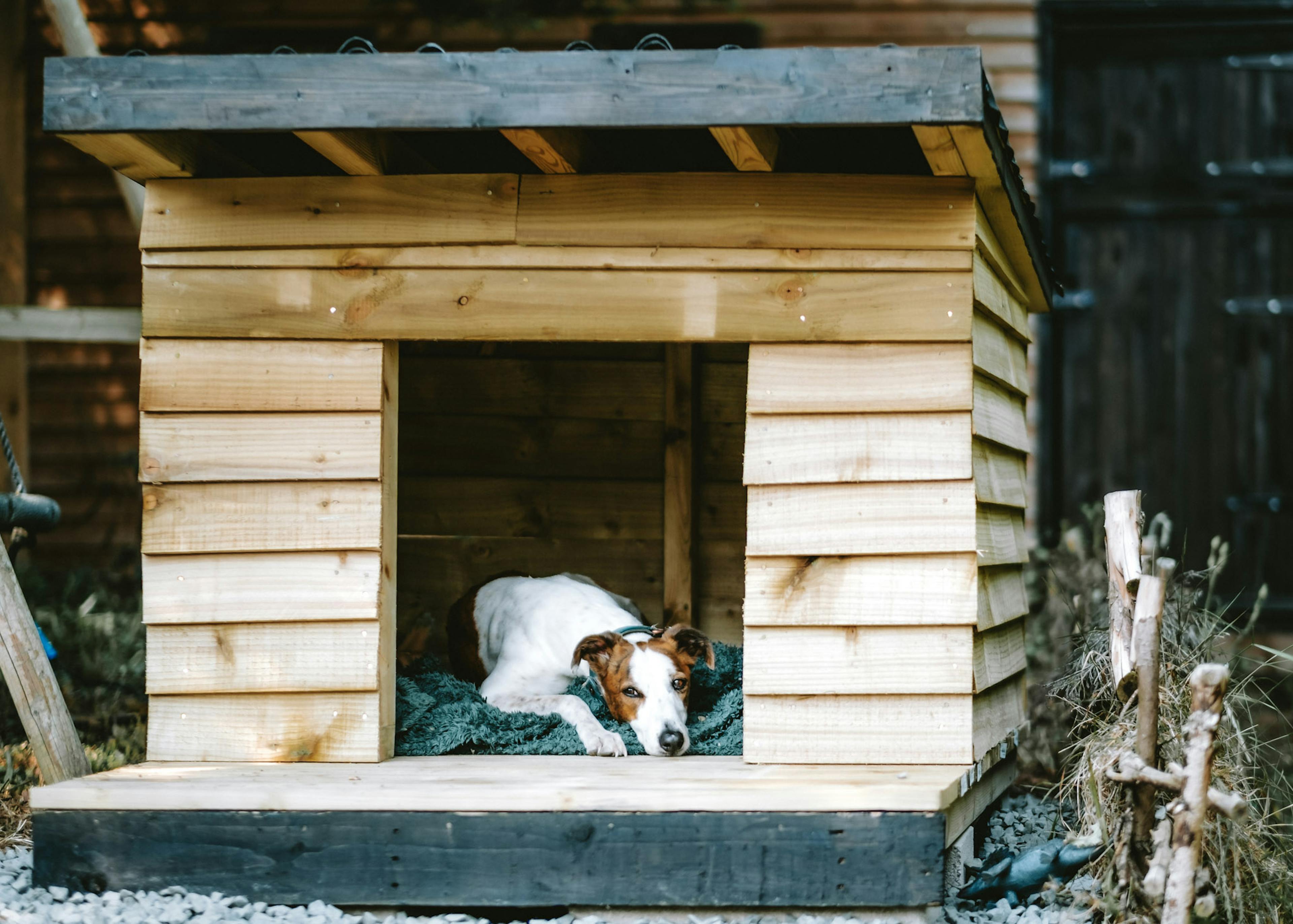 A photo of a dog in a dog house