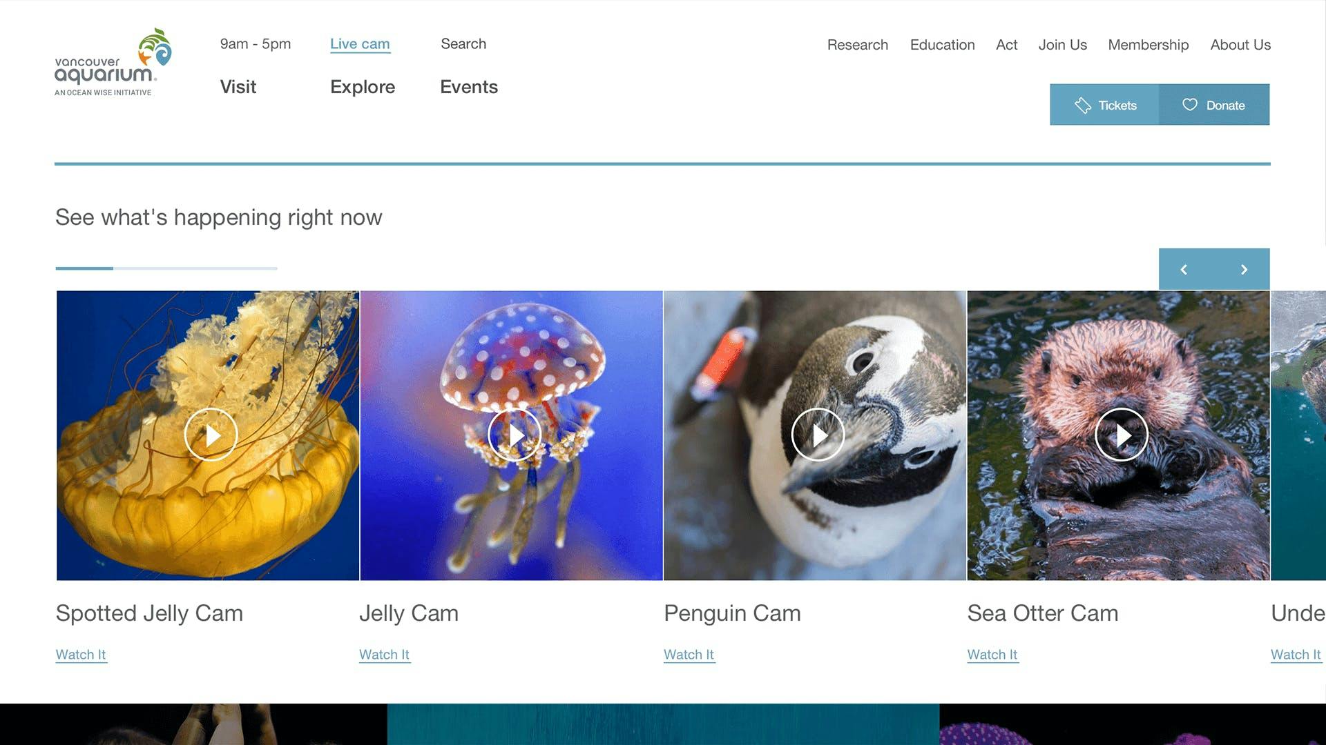 Vancouver Aquarium website elements: Spotted Jelly Cam, Jelly Cam, Penguin Cam, Sea Otter Cam