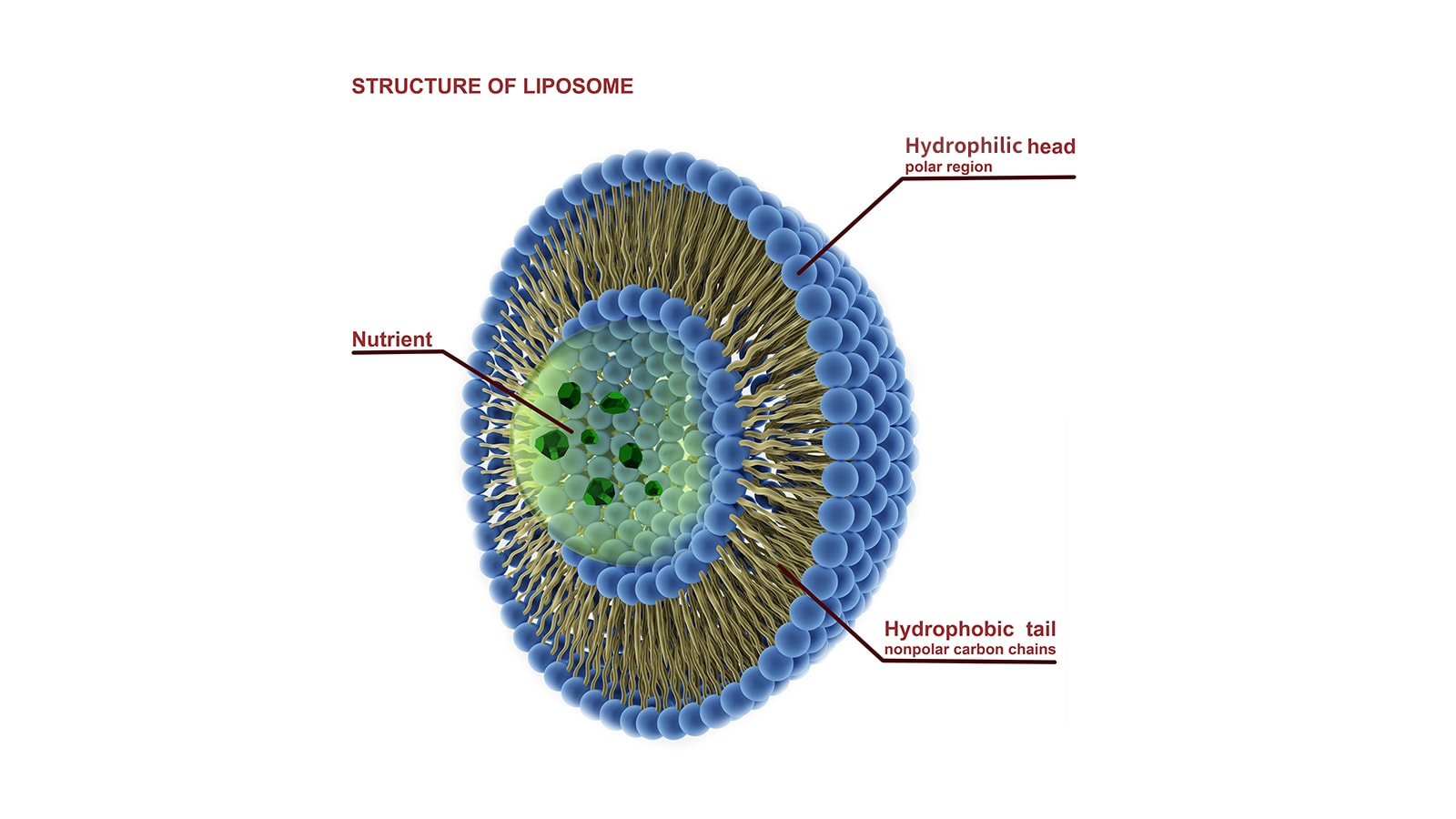 微脂粒小兵立大功微脂粒概念与趋势 Tci 大江生医