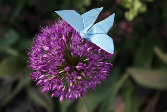 width=570