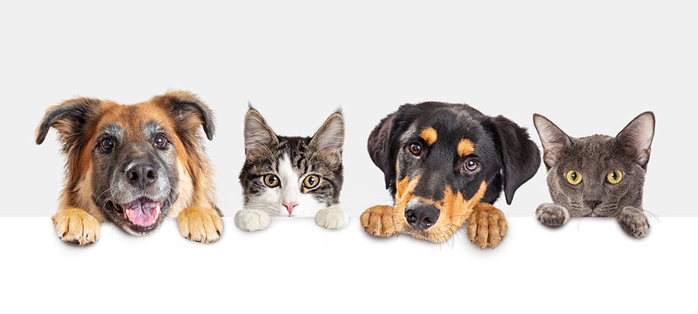 Visuel_French Pets Days Chine.jpg