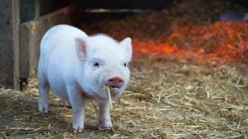 A pig eating fodder