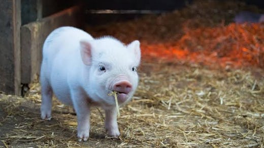 A pig eating fodder