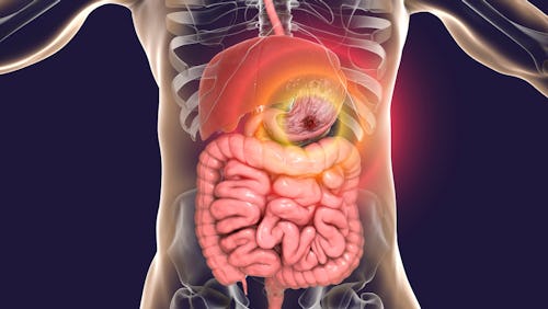 Image showing the stomach and intestines