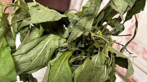 Picture of a common African herb scent leaf (Ocimum gratissimum)