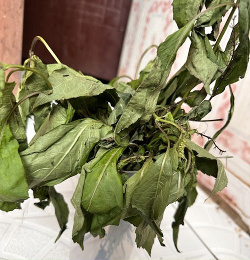 Picture of a common African herb scent leaf (Ocimum gratissimum)