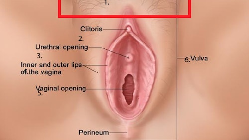 Image showing the female external genitals, including the vulva, mons pubis and vaginal opening