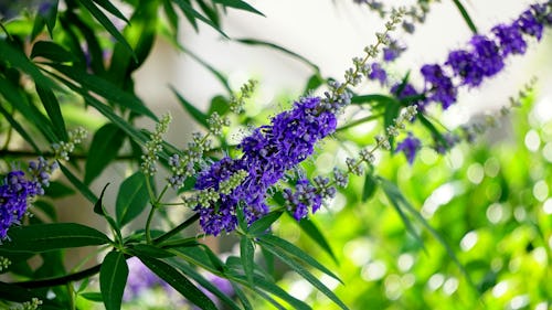 Green leaves and purple-colored flowers of Vitex Chaste tree