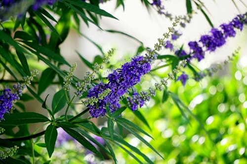 Green leaves and purple-colored flowers of Vitex Chaste tree